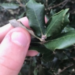 Quercus suber at Campbell, ACT - 7 Apr 2021 10:08 AM