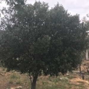 Quercus suber at Campbell, ACT - 7 Apr 2021 10:08 AM