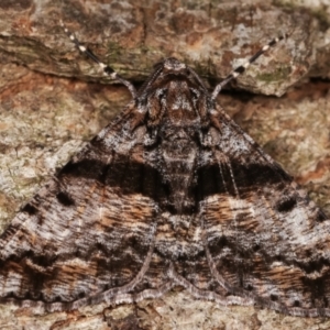 Gastrinodes argoplaca at Melba, ACT - 17 Apr 2021