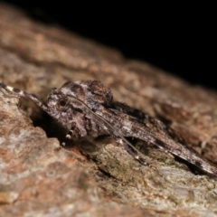 Gastrinodes argoplaca at Melba, ACT - 17 Apr 2021