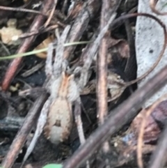 Unidentified Other hunting spider at Campbell, ACT - 7 Apr 2021 by Tapirlord