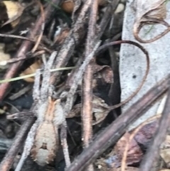 Miturgidae (family) at Campbell, ACT - 7 Apr 2021 10:09 AM