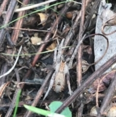 Miturgidae (family) at Campbell, ACT - 7 Apr 2021