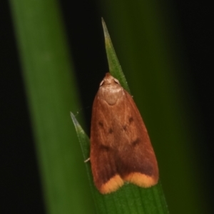 Tachystola acroxantha at Melba, ACT - 17 Apr 2021