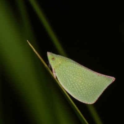 Siphanta sp. (genus) (Green planthopper, Torpedo bug) at Melba, ACT - 17 Apr 2021 by kasiaaus