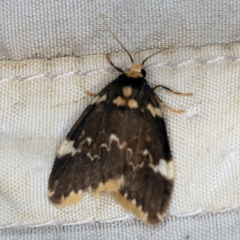 Halone pteridaula (a Lichen moth) at QPRC LGA - 16 Apr 2021 by ibaird