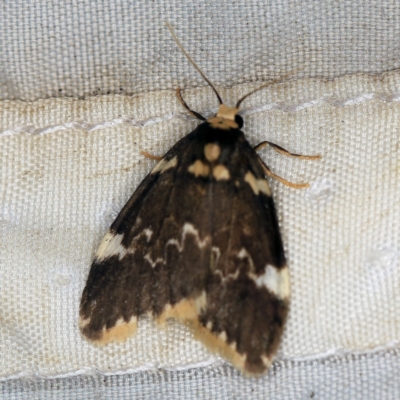 Halone pteridaula (a Lichen moth) at Wyanbene, NSW - 16 Apr 2021 by ibaird