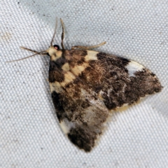 Halone pteridaula (a Lichen moth) at Deua National Park (CNM area) - 16 Apr 2021 by ibaird