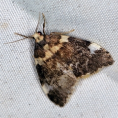 Halone pteridaula (a Lichen moth) at QPRC LGA - 16 Apr 2021 by ibaird