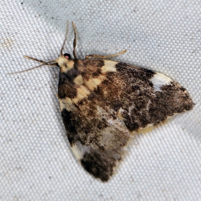 Halone pteridaula (a Lichen moth) at Deua National Park (CNM area) - 16 Apr 2021 by ibaird