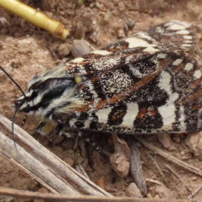 Apina callisto (Pasture Day Moth) at Budjan Galindji (Franklin Grassland) Reserve - 7 Apr 2021 by AndyRoo