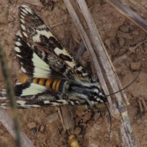 Apina callisto at Harrison, ACT - 7 Apr 2021