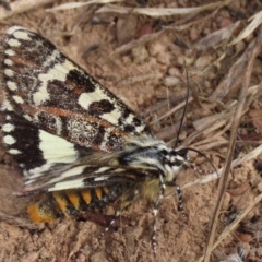 Apina callisto at Harrison, ACT - 7 Apr 2021