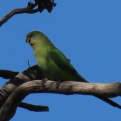 Polytelis swainsonii (Superb Parrot) at Budjan Galindji (Franklin Grassland) Reserve - 6 Sep 2020 by AndrewZelnik