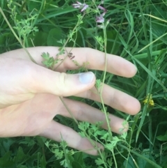 Fumaria muralis subsp. muralis (Wall Fumitory) at O'Connor, ACT - 18 Apr 2021 by NedJohnston