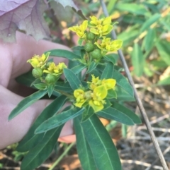 Euphorbia oblongata (Egg-leaf Spurge) at O'Connor, ACT - 18 Apr 2021 by NedJohnston