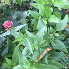 Centranthus ruber (Red Valerian, Kiss-me-quick, Jupiter's Beard) at O'Connor, ACT - 18 Apr 2021 by Ned_Johnston