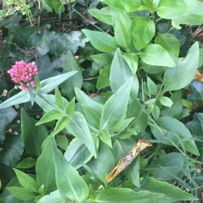 Centranthus ruber (Red Valerian, Kiss-me-quick, Jupiter's Beard) at O'Connor, ACT - 18 Apr 2021 by Ned_Johnston