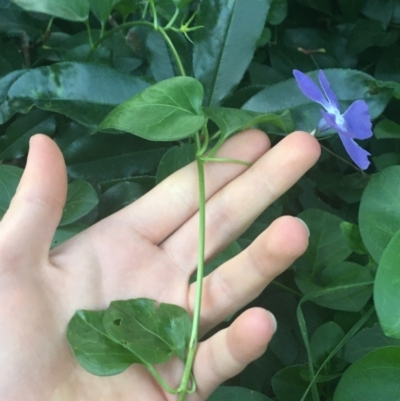 Vinca major (Blue Periwinkle) at O'Connor, ACT - 18 Apr 2021 by NedJohnston
