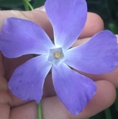 Vinca major at O'Connor, ACT - 18 Apr 2021