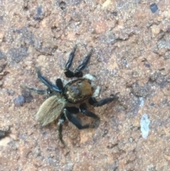 Maratus griseus (Jumping spider) at Lyneham, ACT - 19 Apr 2021 by Ned_Johnston