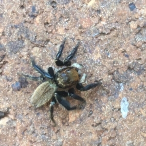 Maratus griseus at Lyneham, ACT - 19 Apr 2021 01:55 PM