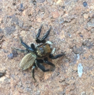 Maratus griseus (Jumping spider) at Sullivans Creek, Lyneham South - 19 Apr 2021 by Ned_Johnston