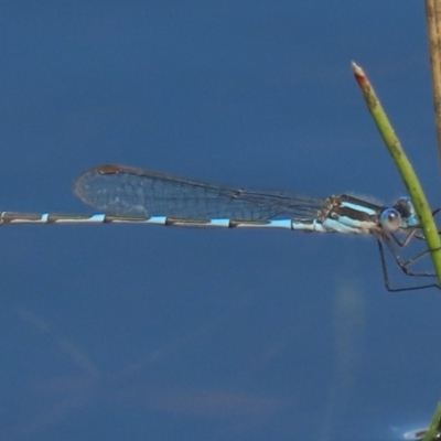 Austrolestes leda (Wandering Ringtail) at Budjan Galindji (Franklin Grassland) Reserve - 6 Sep 2020 by AndrewZelnik