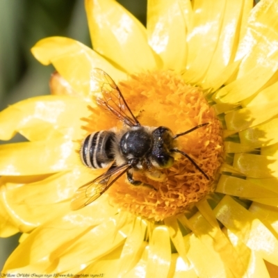 Megachile (Eutricharaea) sp. (genus & subgenus) (Leaf-cutter Bee) at ANBG - 19 Apr 2021 by Roger