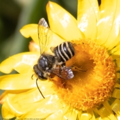 Megachile (Eutricharaea) sp. (genus & subgenus) at Acton, ACT - 19 Apr 2021