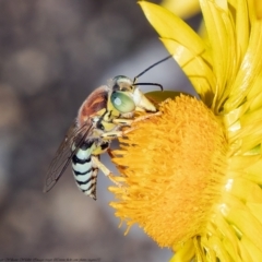 Bembix sp. (genus) (Unidentified Bembix sand wasp) at ANBG - 19 Apr 2021 by Roger