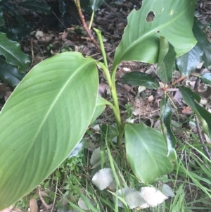 Canna indica at O'Connor, ACT - 18 Apr 2021 05:16 PM