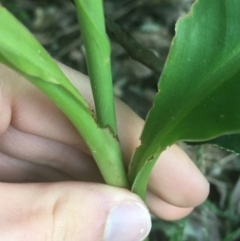 Canna indica at O'Connor, ACT - 18 Apr 2021