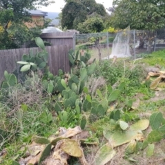 Opuntia ficus-indica at Pearce, ACT - 17 Apr 2021