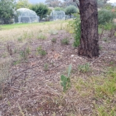 Opuntia ficus-indica at Pearce, ACT - 17 Apr 2021