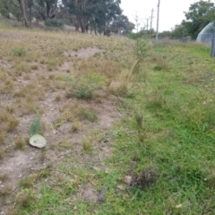 Opuntia ficus-indica at Pearce, ACT - 17 Apr 2021