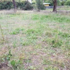 Opuntia ficus-indica at Pearce, ACT - 17 Apr 2021