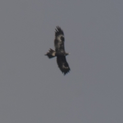 Aquila audax (Wedge-tailed Eagle) at Lake George, NSW - 18 Apr 2021 by AlisonMilton