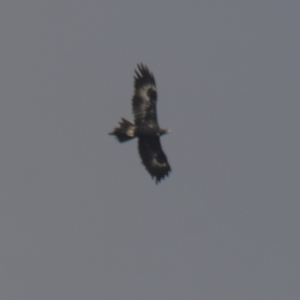 Aquila audax at Lake George, NSW - 18 Apr 2021 10:56 AM