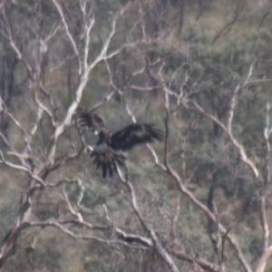 Aquila audax at Lake George, NSW - 18 Apr 2021 10:56 AM