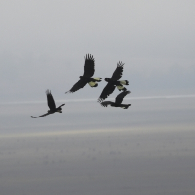 Zanda funerea (Yellow-tailed Black-Cockatoo) at Lake George, NSW - 17 Apr 2021 by AlisonMilton