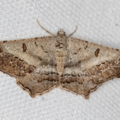 Dissomorphia australiaria (Dissomorphia australiaria) at Melba, ACT - 25 Jan 2021 by Bron