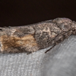 Illidgea epigramma at Melba, ACT - 25 Jan 2021 01:32 PM