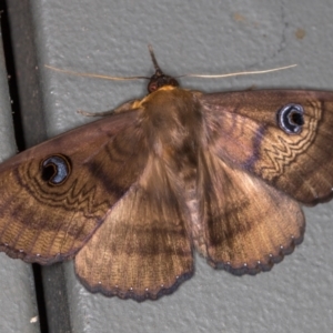 Dasypodia selenophora at Melba, ACT - 25 Jan 2021