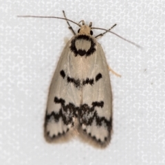 Compsotropha selenias (A Concealer moth (Wingia group)) at Melba, ACT - 24 Jan 2021 by Bron