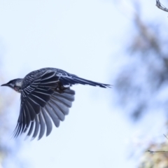 Anthochaera carunculata (Red Wattlebird) at Collector, NSW - 18 Apr 2021 by AlisonMilton