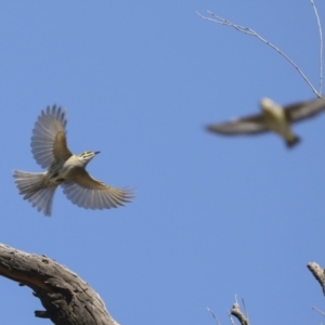 Caligavis chrysops at Collector, NSW - 18 Apr 2021