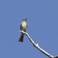 Caligavis chrysops at Collector, NSW - 18 Apr 2021