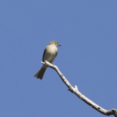 Caligavis chrysops at Collector, NSW - 18 Apr 2021