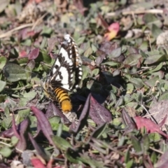 Apina callisto (Pasture Day Moth) at Collector, NSW - 18 Apr 2021 by AlisonMilton